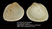 PLEISTOCENE-EEMIAN Parvicardium exiguum
